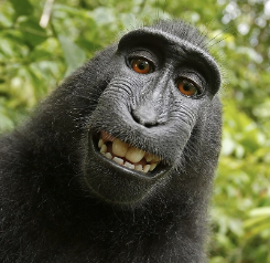 Portrait of a female Macaca nigra (Celebes crested macaque) in North Sulawesi, Indonesia, who triggered photographer David Slater's camera.
